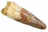 Fossil Spinosaurus Tooth - Real Dinosaur Tooth #352381-1